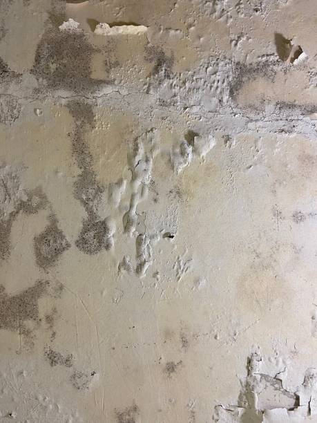 Best Basement Mold Remediation in Varnville, SC